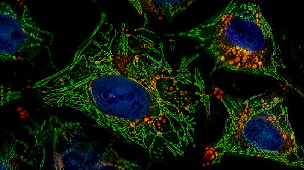 Flux, Not Snapshots: Mitophagy vs Autophagy for Researchers